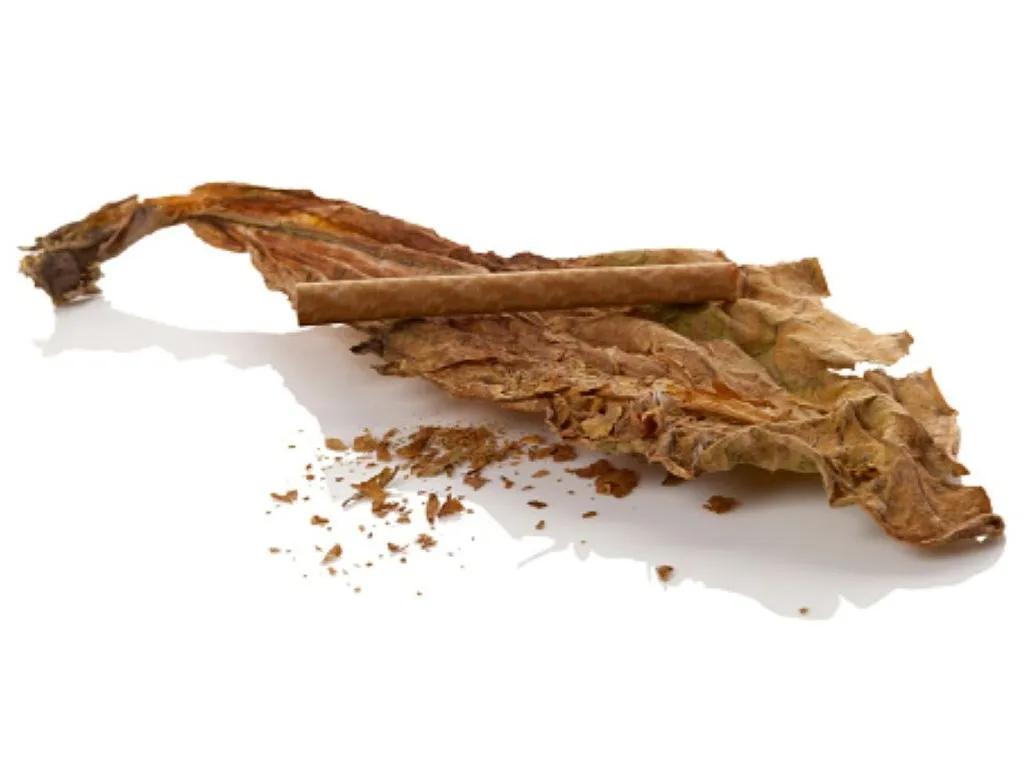 Flue Cured Tobacco